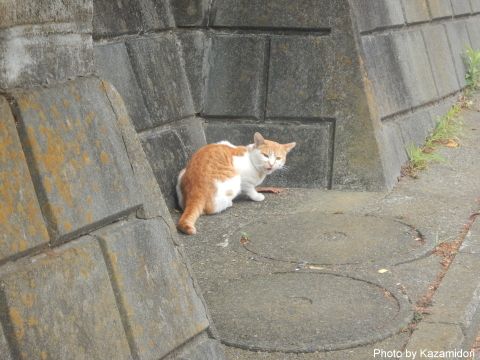 散歩道の猫