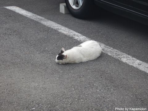 近所の猫
