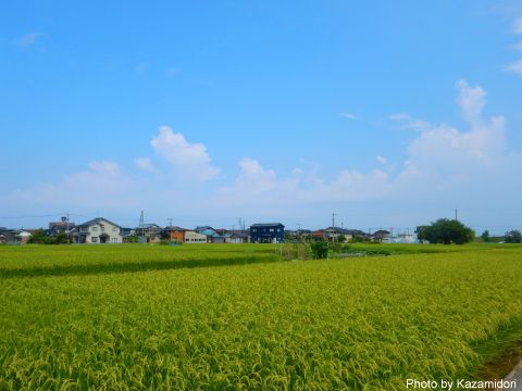田んぼ風景