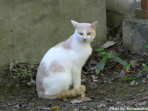 別荘地の猫
