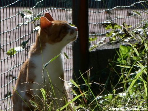 別荘地の猫