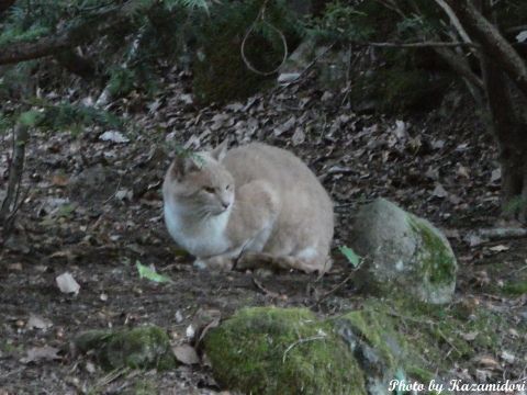別荘地の猫