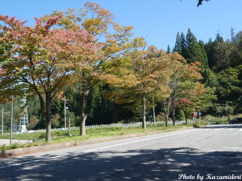 紅葉