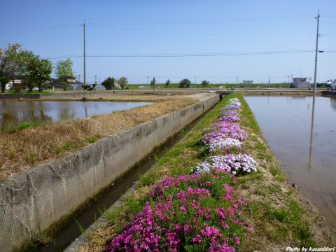 あぜ道の花
