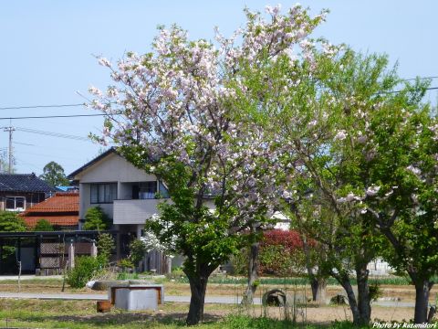 八重桜