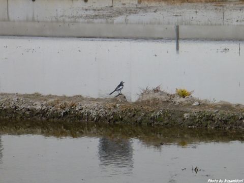 あぜ道の鳥