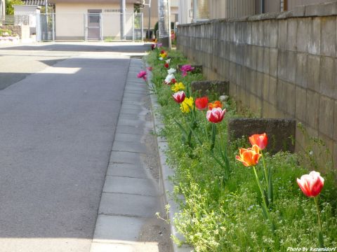 春の花