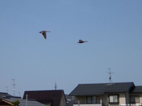 2羽のカモ