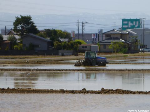 田植え中