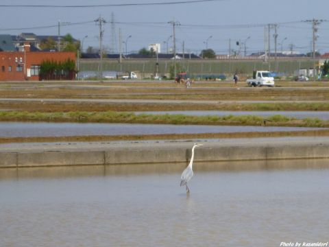アオサギ