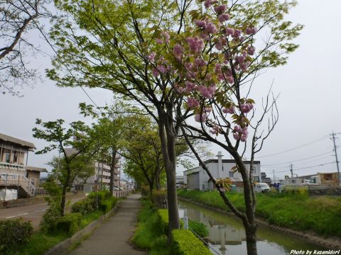 桜並木