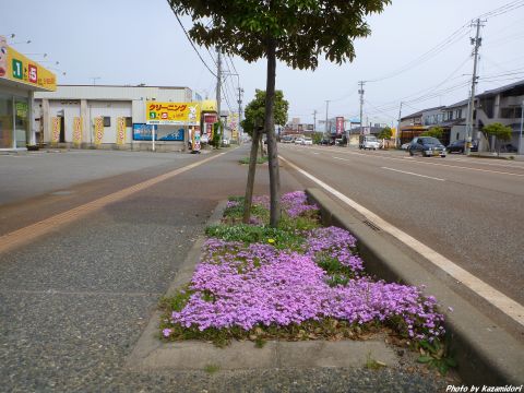 道の花