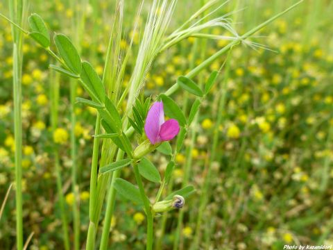 道沿いの草花