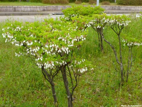 道ばたの花