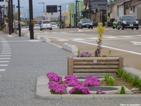 道端の花