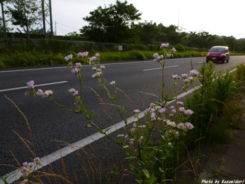 道路沿い