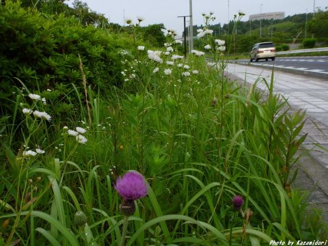 道ばたの花