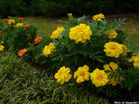 ホテルの花壇