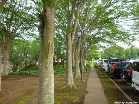 駐車場脇の散歩道