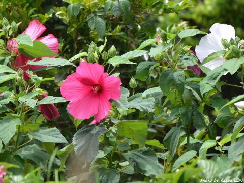 山頂の花