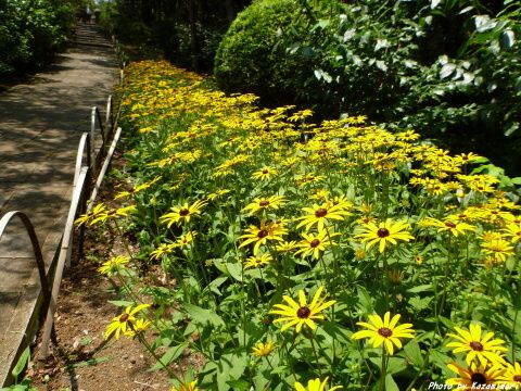 遊歩道脇の花