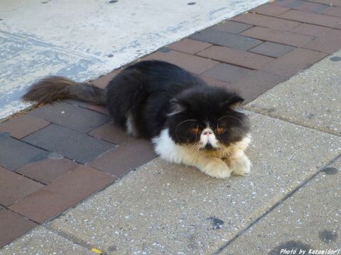 フィラデルフィアの猫