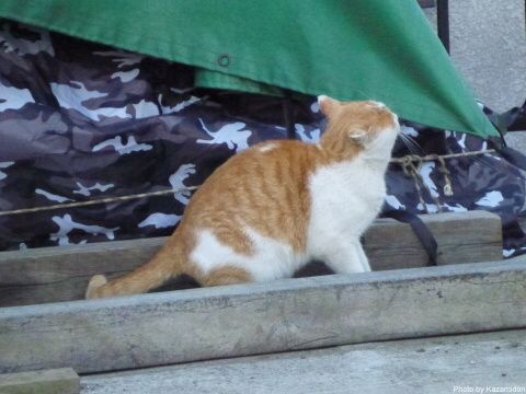 散歩道の猫