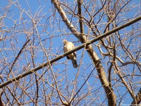 公園の鳥