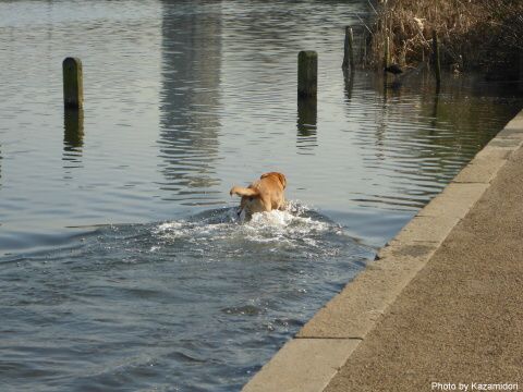 水犬?