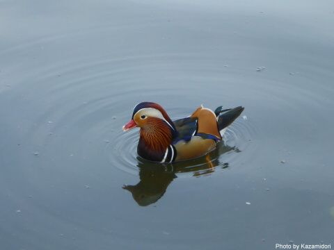 ハイドパークの水鳥