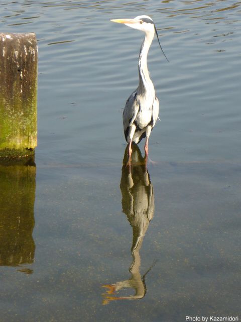 ハイドパークの水鳥