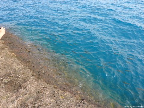 魚の群れ