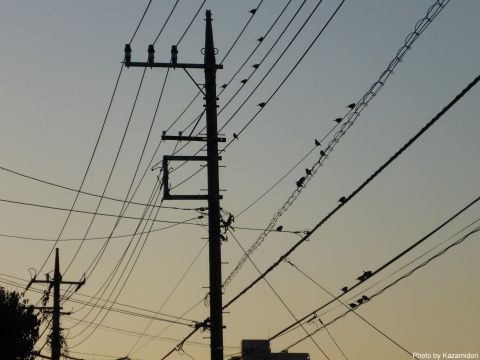 電線に・・・