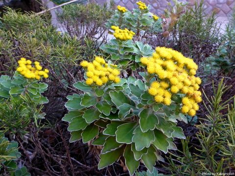 散歩道の花