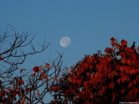 今朝の月