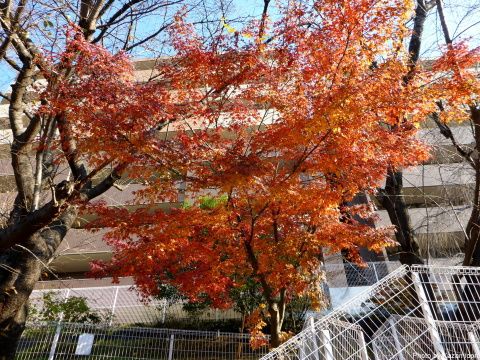 近所の紅葉