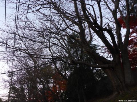 今朝の裏山