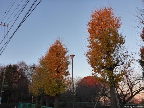 散歩道の銀杏