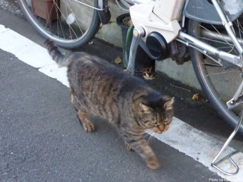 今朝のトラ