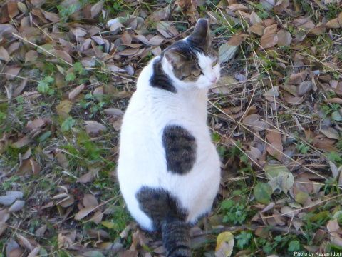 近所の猫