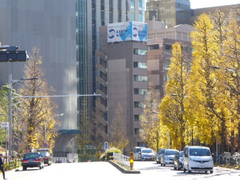 銀杏並木