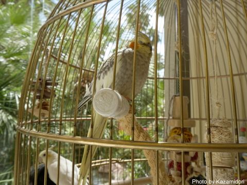 インコ
