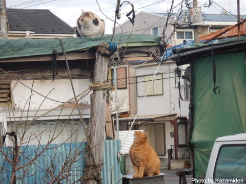 通してよ~