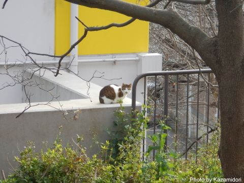 散歩道の猫