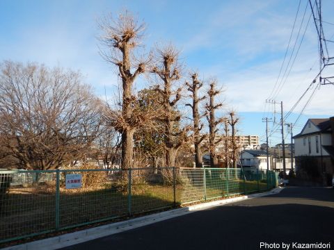 散歩道の風景