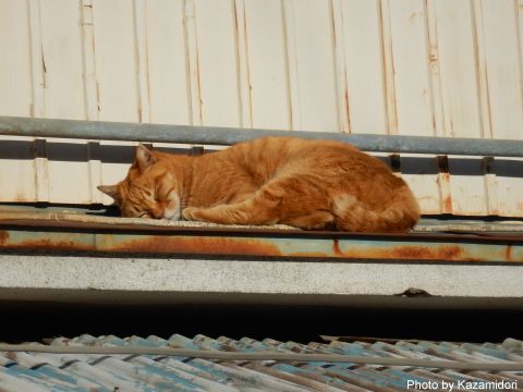 散歩道の猫