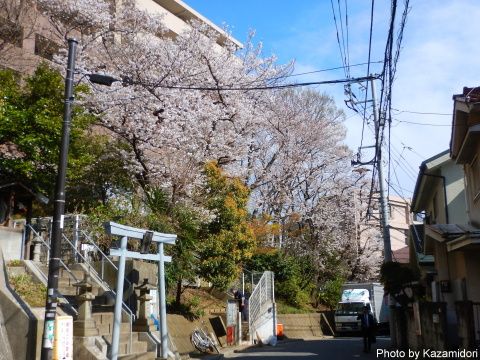 近所の桜