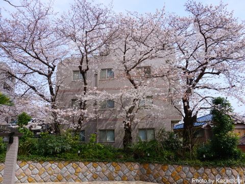 近所の桜