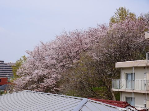 近所の桜