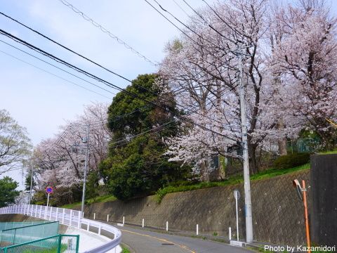 近所の桜